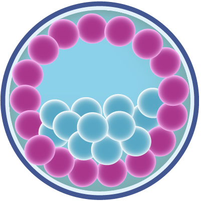 Formación del blastocisto