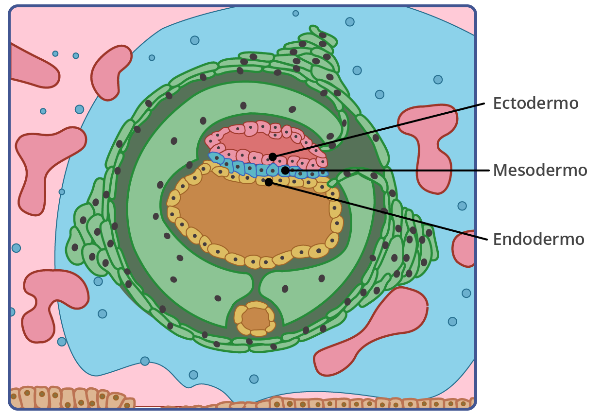 Formación de las tres capas germinativas embrionales: El ectodermo, el mesodermo y el endodermo.