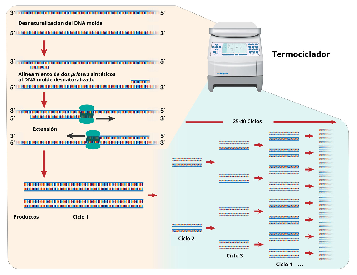 Amplificación de la molécula de ADN por PCR en un ciclo térmico, mostrando las diferentes etapas