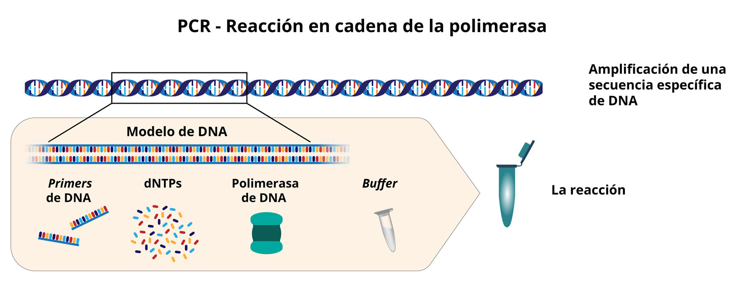 reacción en cadena de la polimerasa pcr