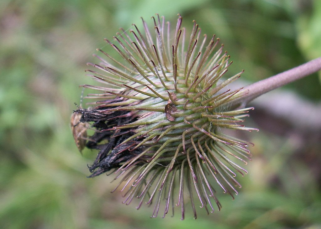 Detalle de un cardo