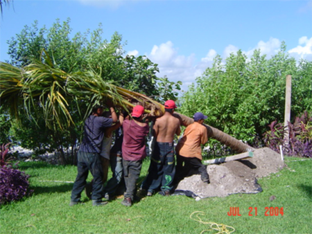 Fotografía de unos trabajadores cargando un árbol.