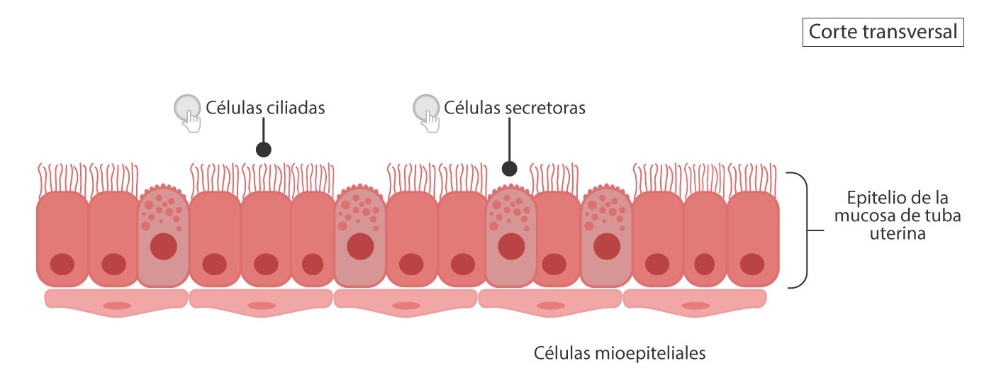 Segmentos anatómicos de la tuba uterina.