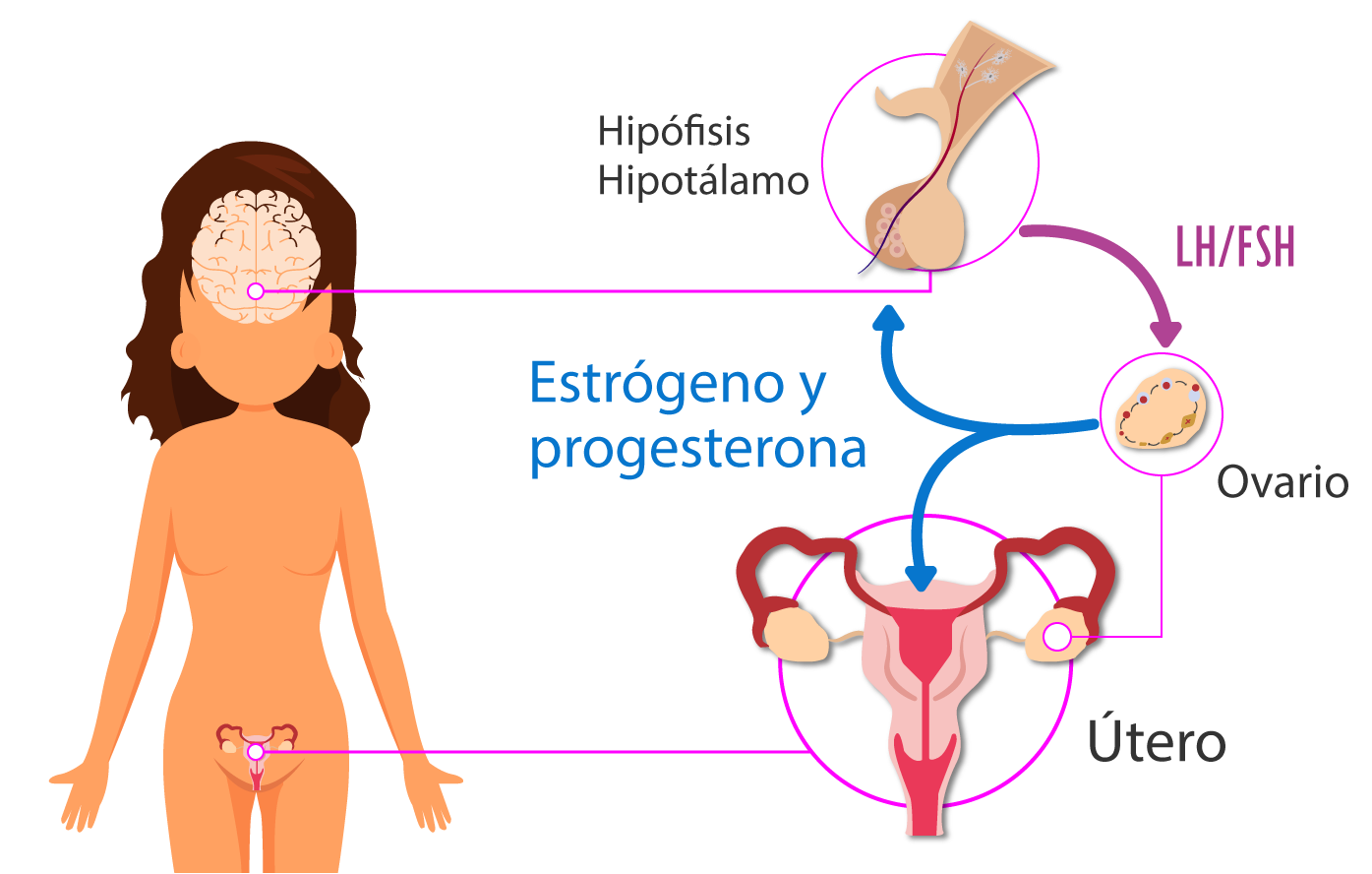 Esquema que muestra el ciclo sexual femenino.