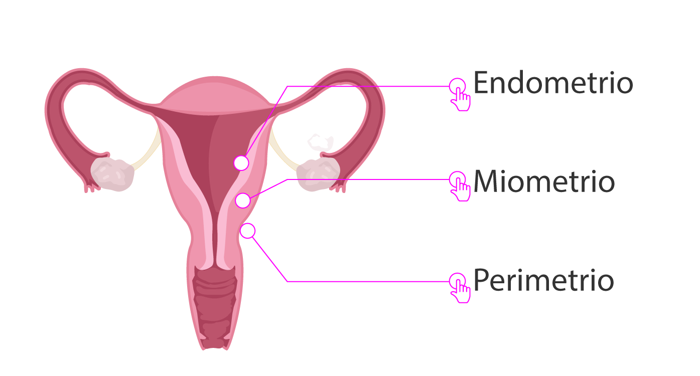 Capas histológicas del útero.
