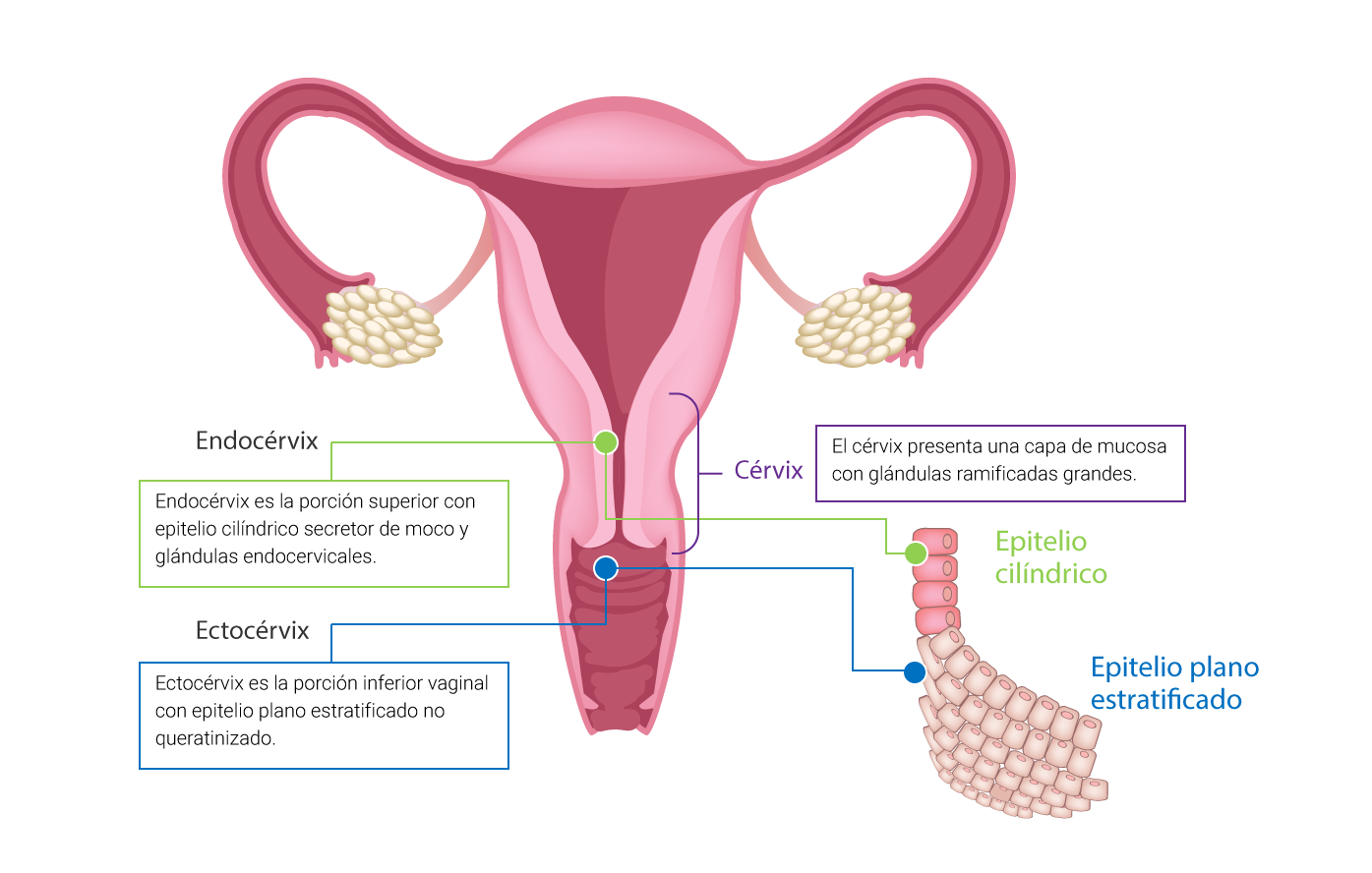Subdivisiones de la porción vaginal.