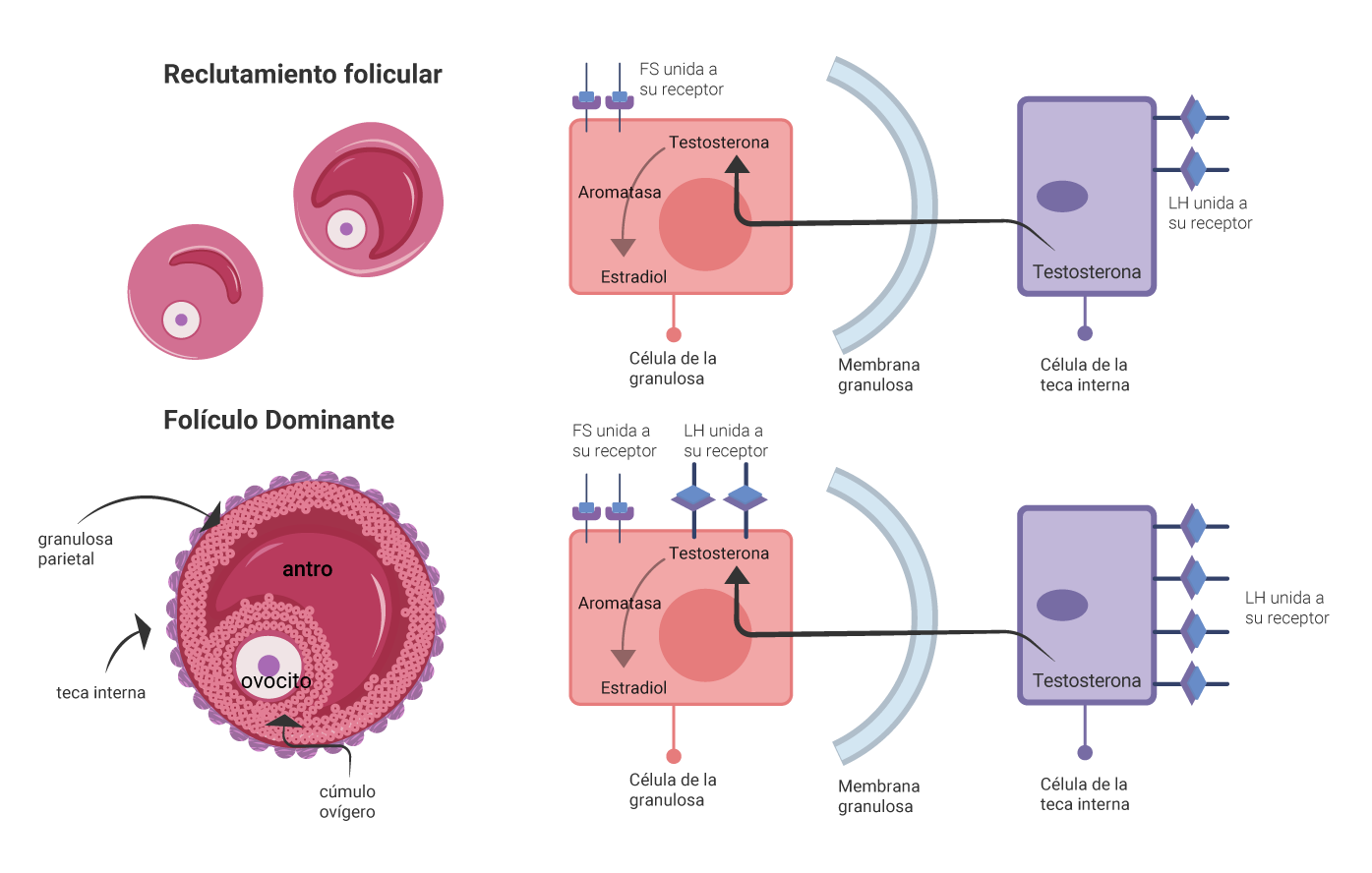 Esquema que muestra la adquisición de receptores a LH tanto en las células de la teca, como de la granulosa del folículo dominante.