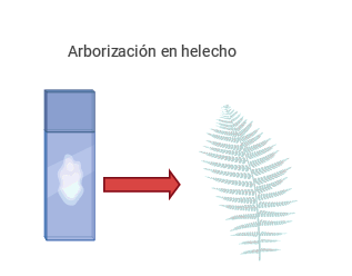 Figura de moco cervical secado sobre un portaobjetos, se puede observar la arborización en hojas de helecho.