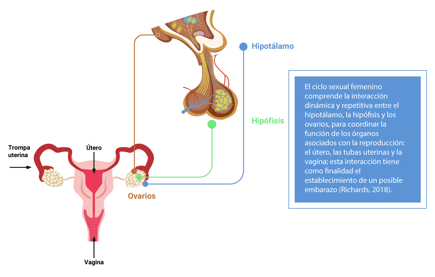 Esquema que muestra la interacción entre el hipotálamo, la hipófisis y los ovarios.