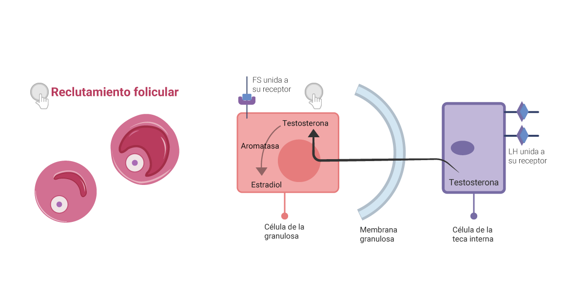 Esquema que muestra la síntesis de testosterona y estradiol por parte de las células de la teca interna y células de la granulosa respectivamente, por acción de LH y FSH de los folículos reclutados.