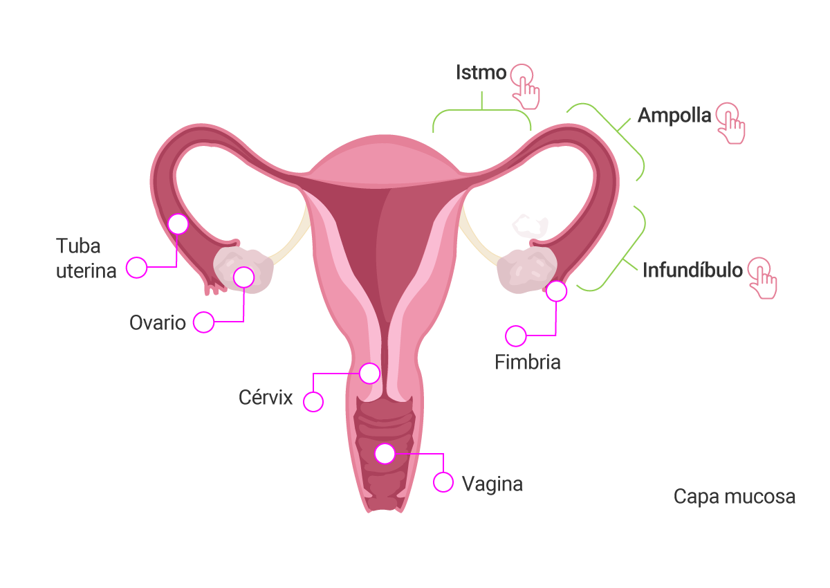 Esquema que representa los eventos hormonales e histólogos del ciclo sexual.
