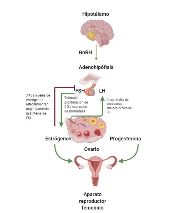Esquema que muestra la interacción entre el hipotálamo, la hipófisis y los ovarios.