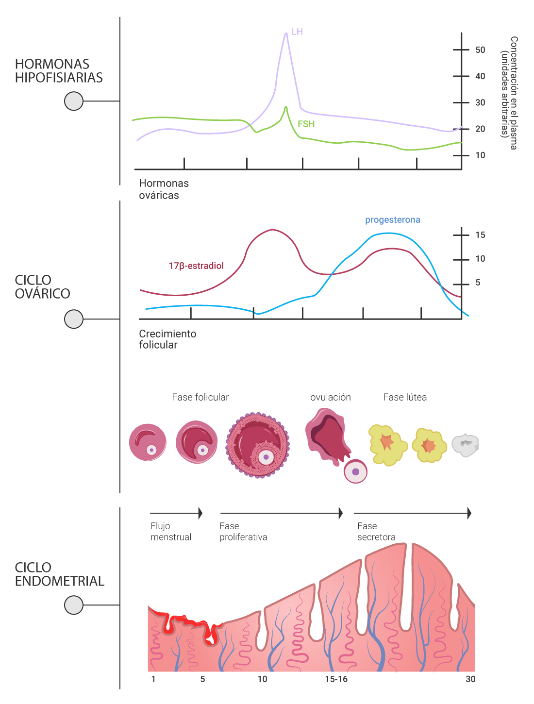 Esquema que representa los eventos hormonales e histólogos del ciclo sexual.