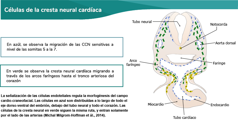 Migración de la cresta neural cardíaca para formar el septo aórtico-pulmonar.