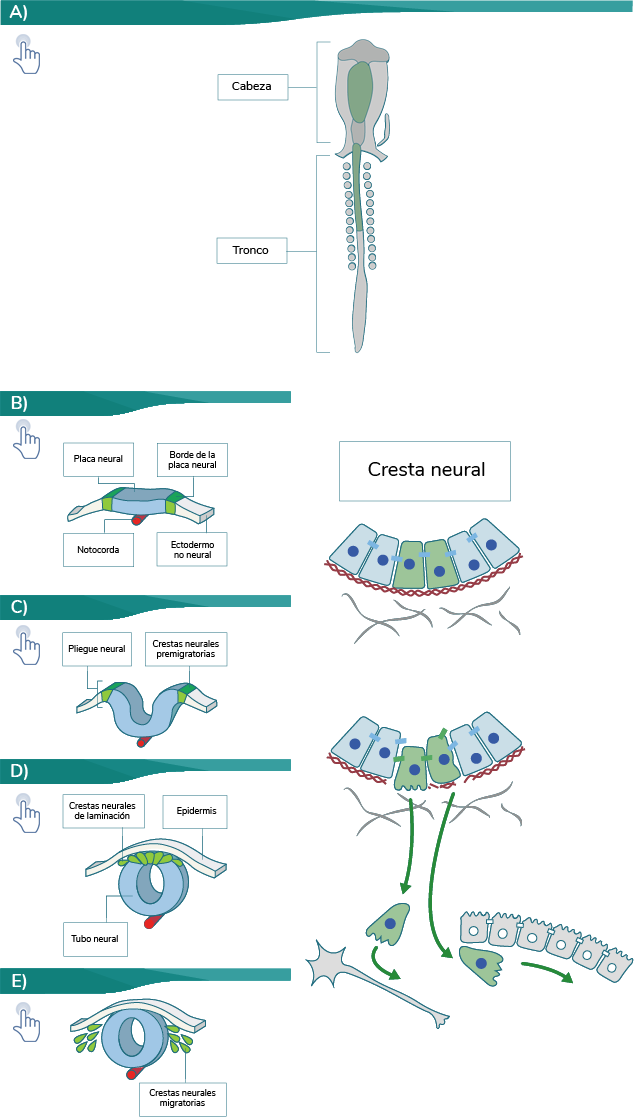 Desarrollo de la CN en un embrión de pollo. Regiones de la cresta neural craneal y del tronco.