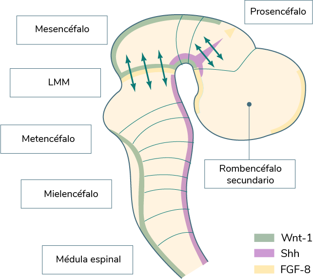 Segmentación del rombencéfalo, mesencéfalo y prosencéfalo de la región cefálica de un vertebrado.