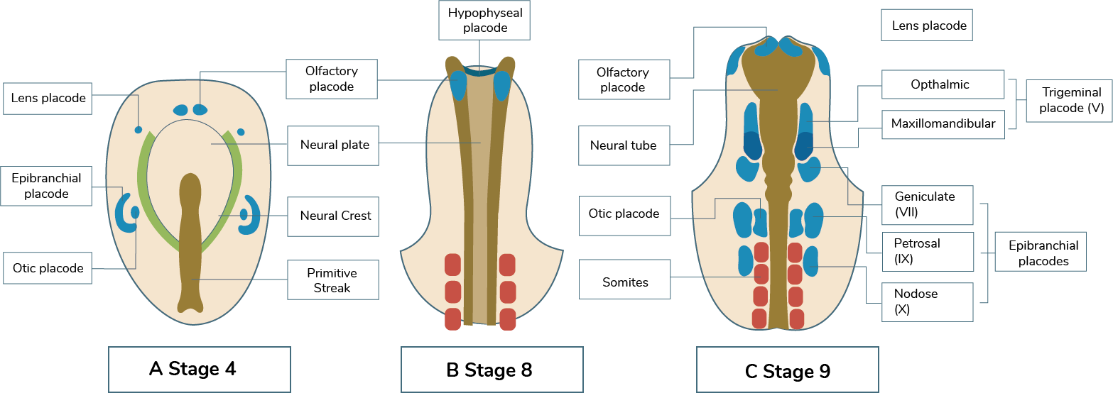 Fases iniciales en la formación de las placodas ectodérmicas craneales en el embrión de pollo, vista dorsal.