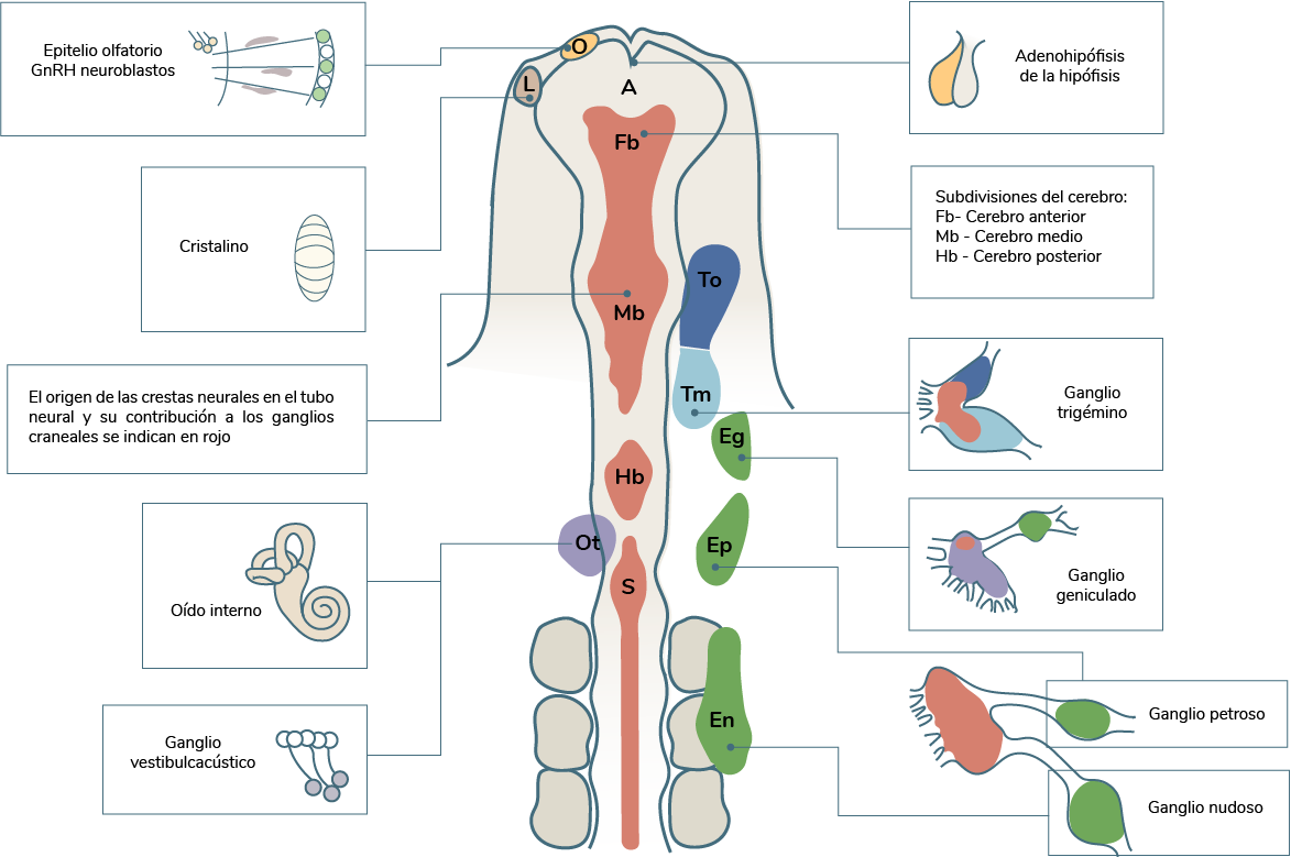 Posición de origen y destino de las placodas ectodérmicas en un embrión de pollo y sus sitios de con relación al tubo neural formadas en la segunda oleada de migración.