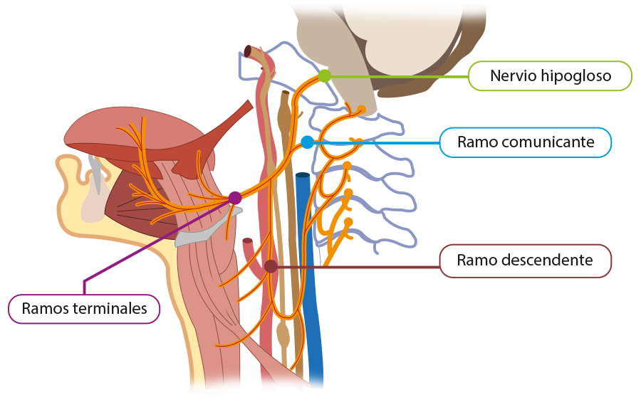 Anatomía del hipogloso