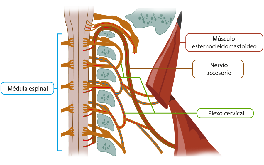 Ubicación del nervio espinal.