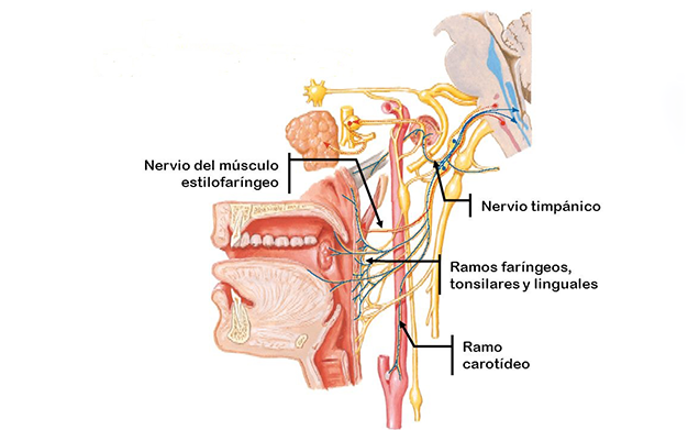Esquema que muestra la anatomía del nervio glosofaríngeo.