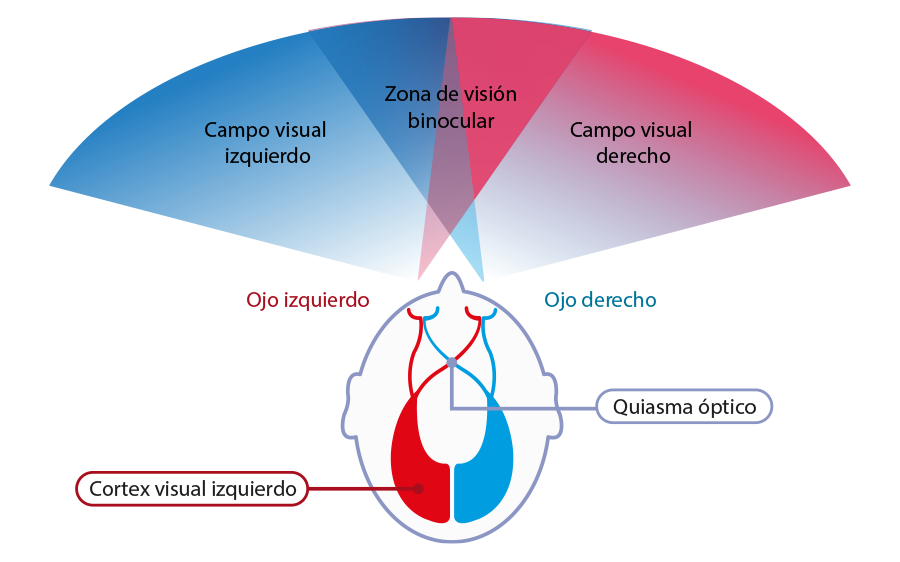 Campos visuales