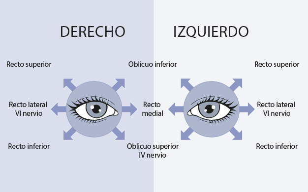 Esquema que muestra los músculos inervados por los NC III, IV, VI. 