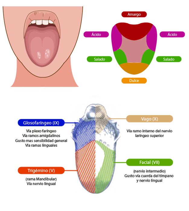 Esquema que muestra el nervio facial sensitivo.