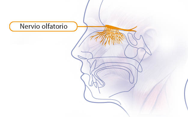 Ubicación del nervio olfatorio. 