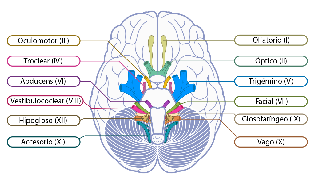 Partes de los nervios craneales.