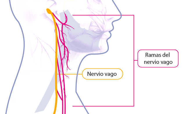 Ubicación del nervio vago.