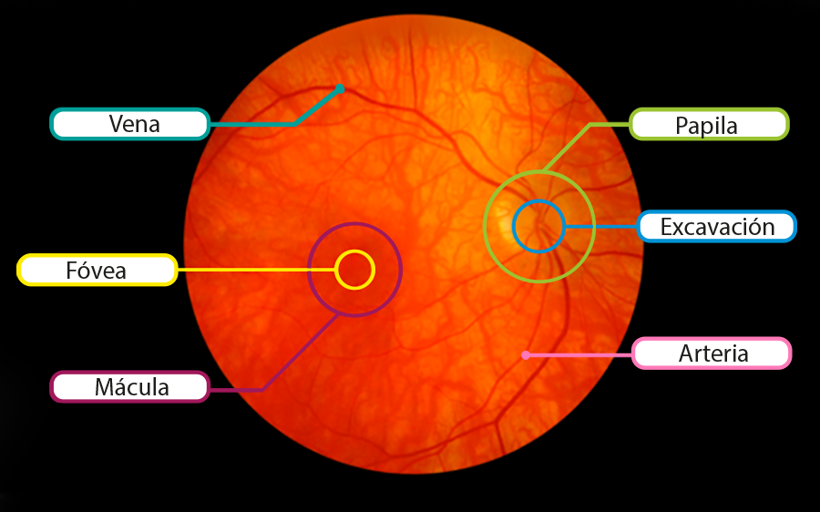 Fondo del ojo 