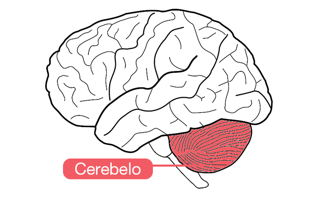 Imagen médica del cerebelo.