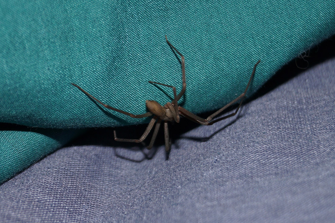 Fotografía de encuentro accidental con una araña violinista.