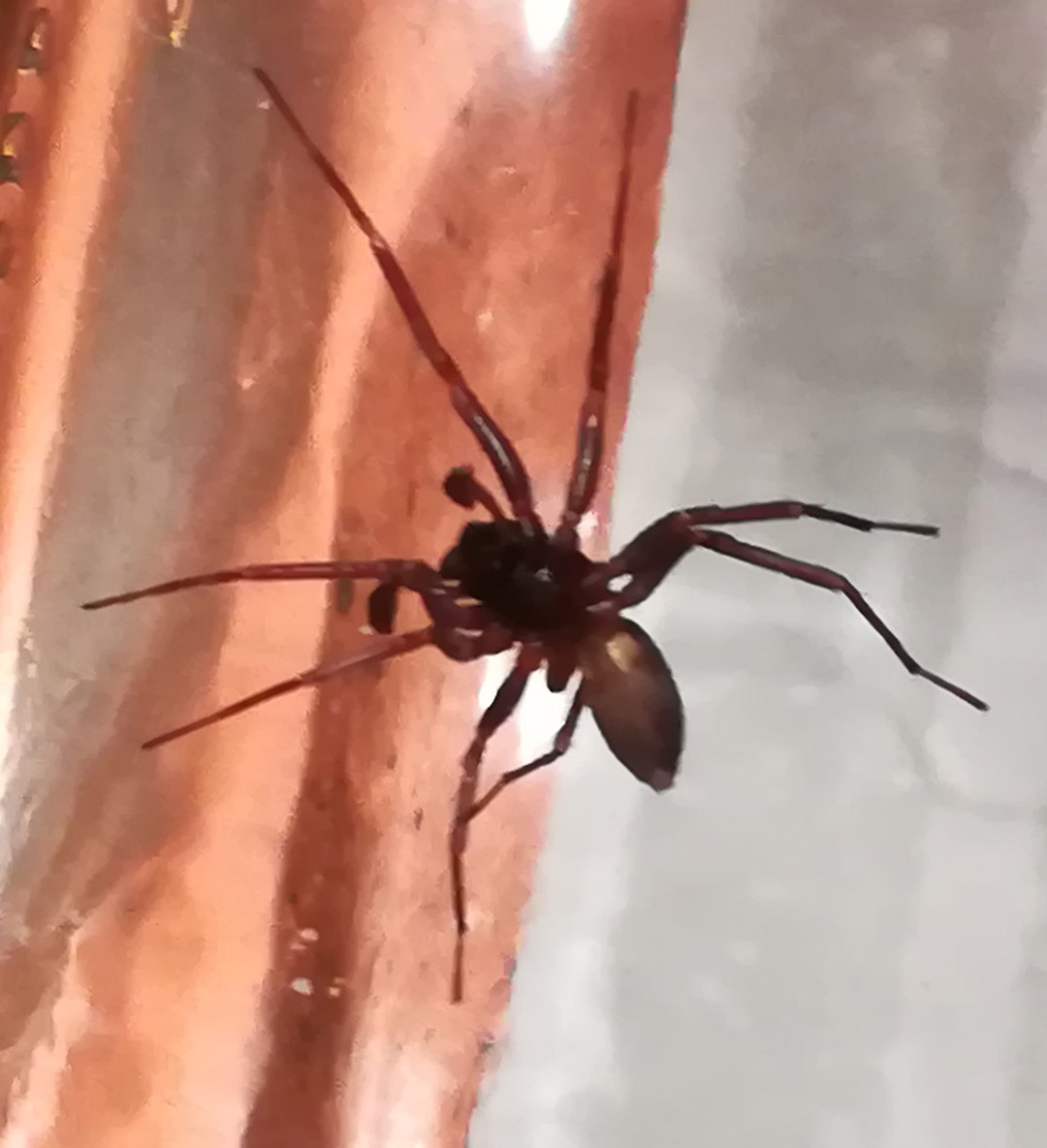 Araña “violinista”.