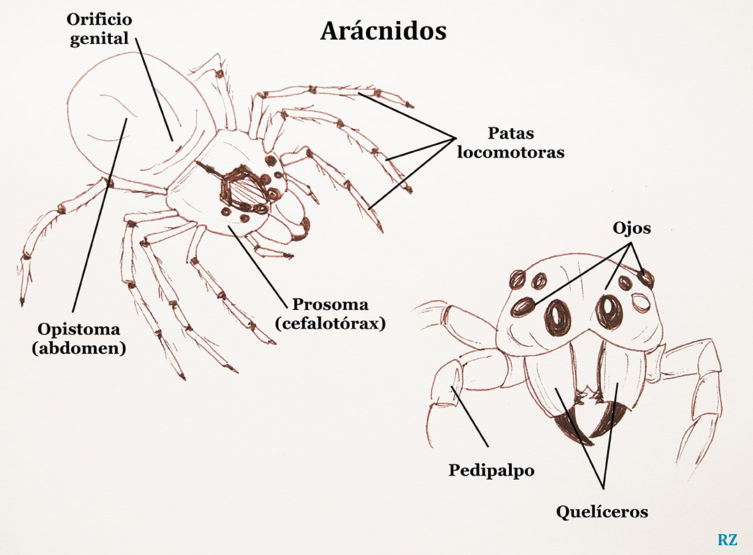 Anatomía de los arácnidos.