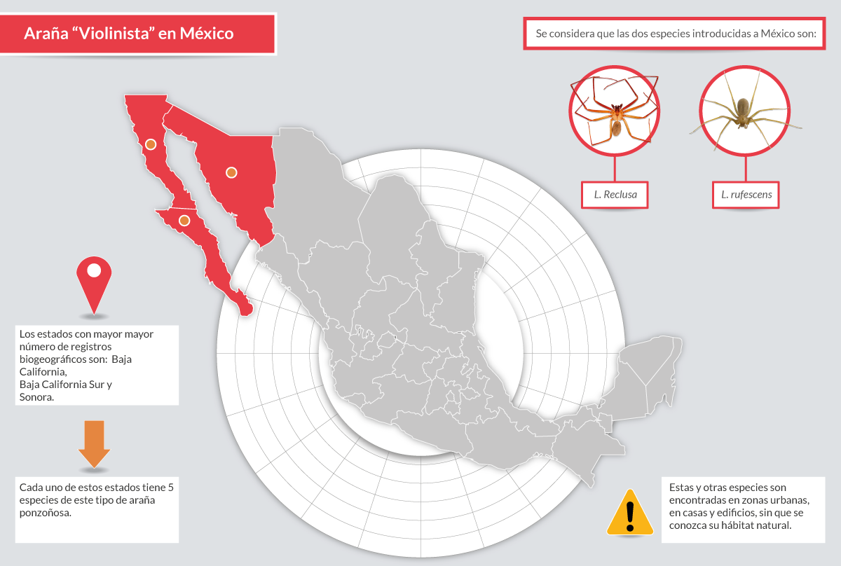 Infografía de estados de la República Mexicana con mayor número de registros de arañas violinistas.