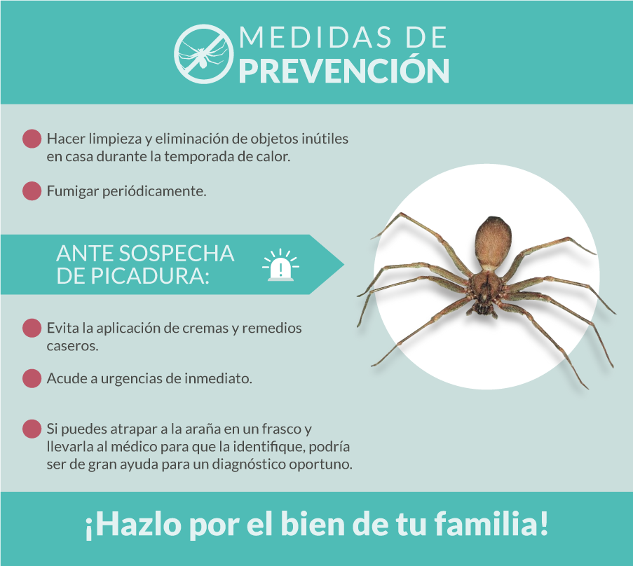 Infografía de recomendaciones para prevenir el ataque y las complicaciones de la mordedura de la araña violinista.