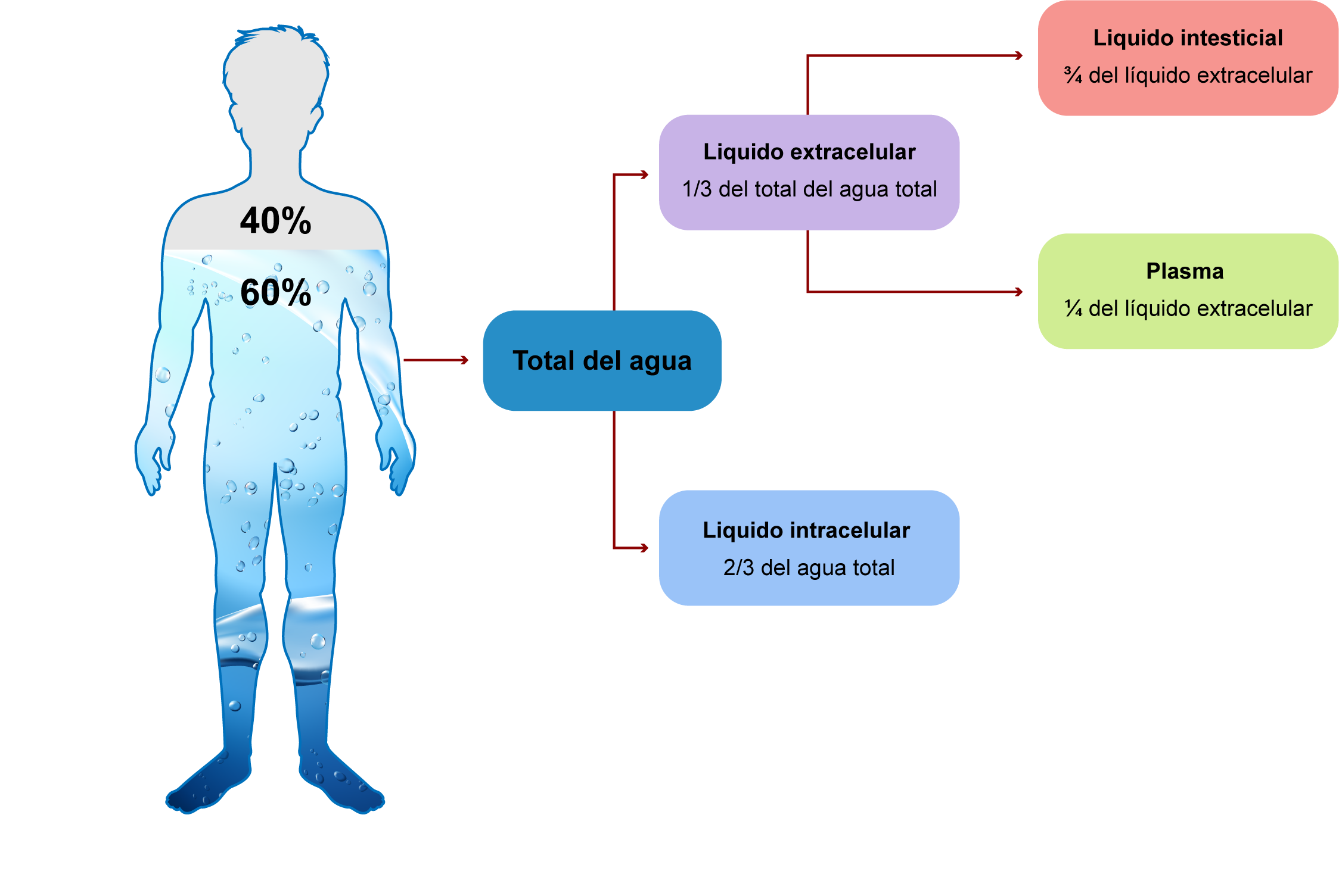 Esquema que muestra el porcentaje de líquido intracelular, líquido extracelular, líquido intersticial y plasma sanguíneo. 