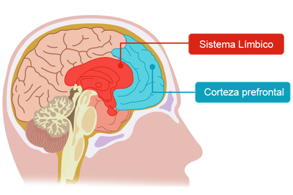 Ilustración que muestra el sistema límbico y la corteza prefrontal.