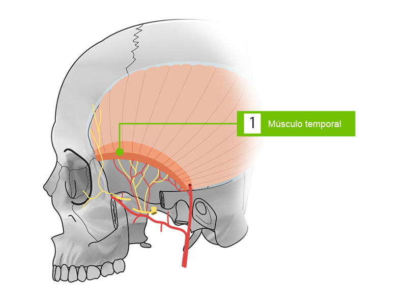 Vista lateral del cráneo que señala los músculos de la fosa temporal.