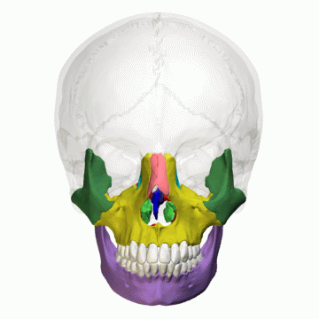 Imagen que muestra en 360° los huesos faciales.