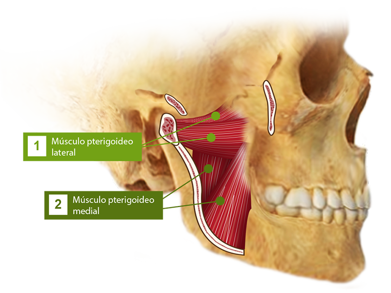 Cráneo en donde se muestran los dos músculos de la fosa infratemporal.