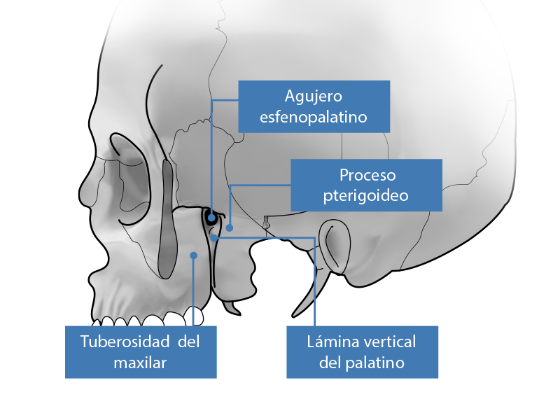 Cráneo que muestra los orificios de la fosa pterigopalatina.