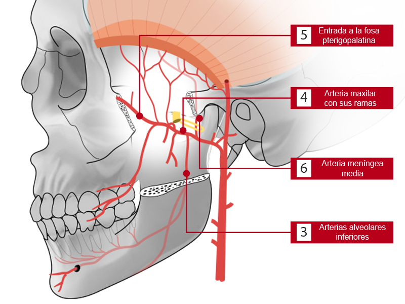 Vista lateral del cráneo que señala las arterias de la fosa temporal.
