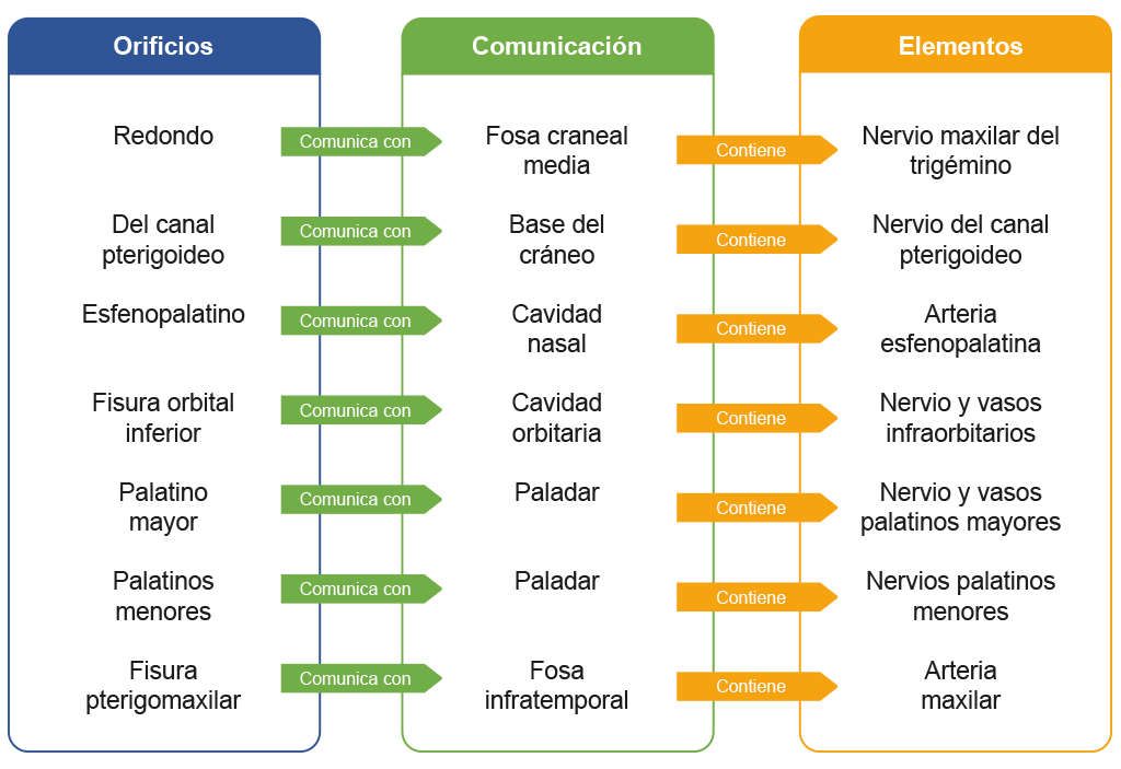 Esquema que muestra la relación que tienen los orificios de la fosa pterigopalatina, sus elementos y la comunicación entre ellos.