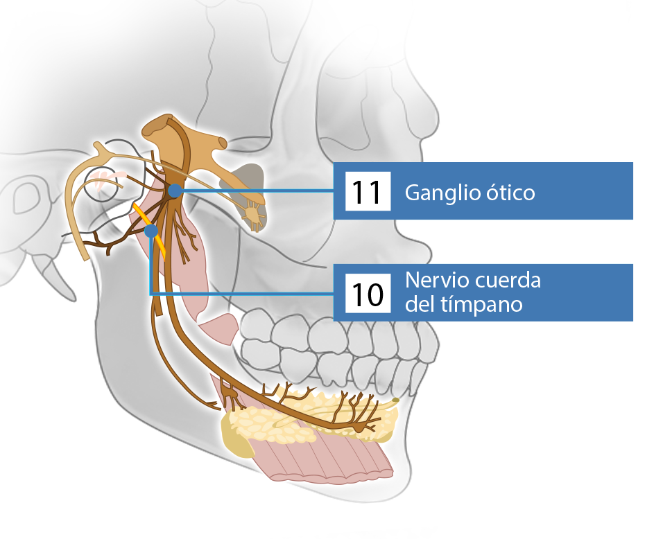 Cráneo que muestra los nervios de la fosa infratemporal.