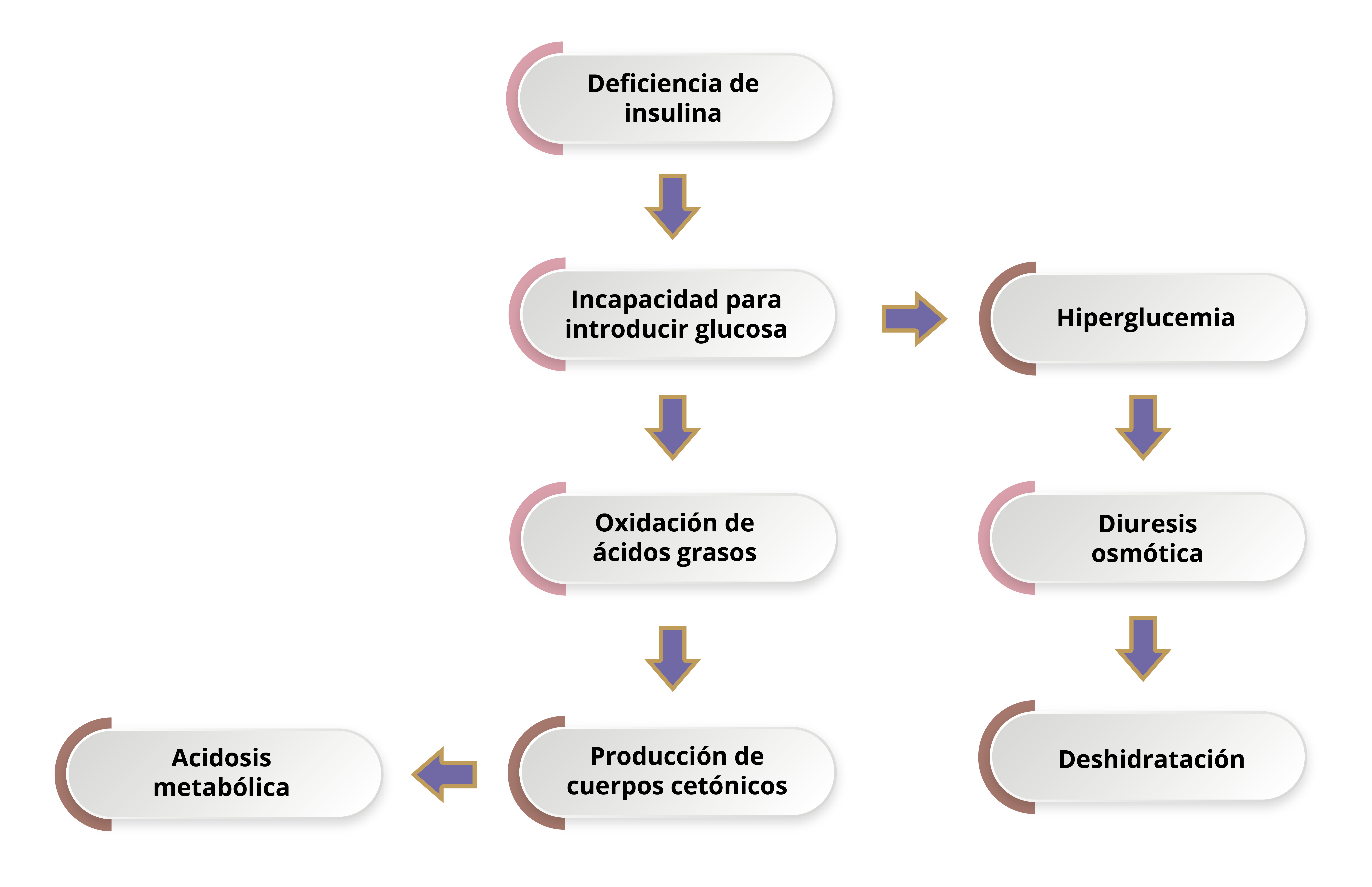 Esquema que muestra los mecanismos que generan cetoacidosis diabética.