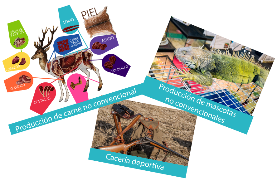 Collage con lustración de partes de un venado con usos comerciales, foto de iguana en criadero y foto de equipo de cacería.