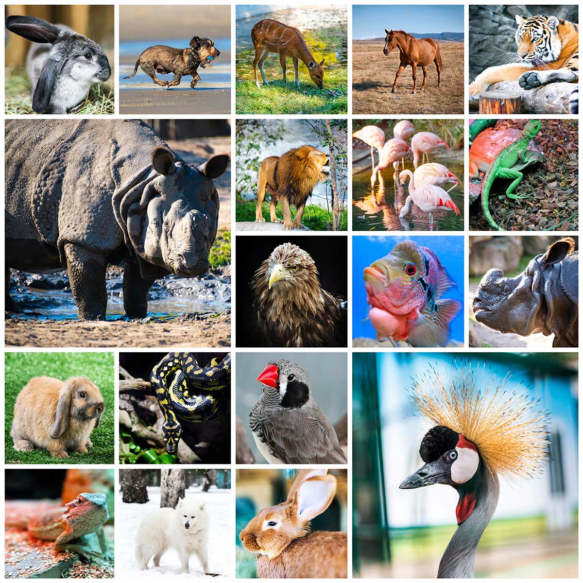Collage con diversas especies de la fauna silvestre.